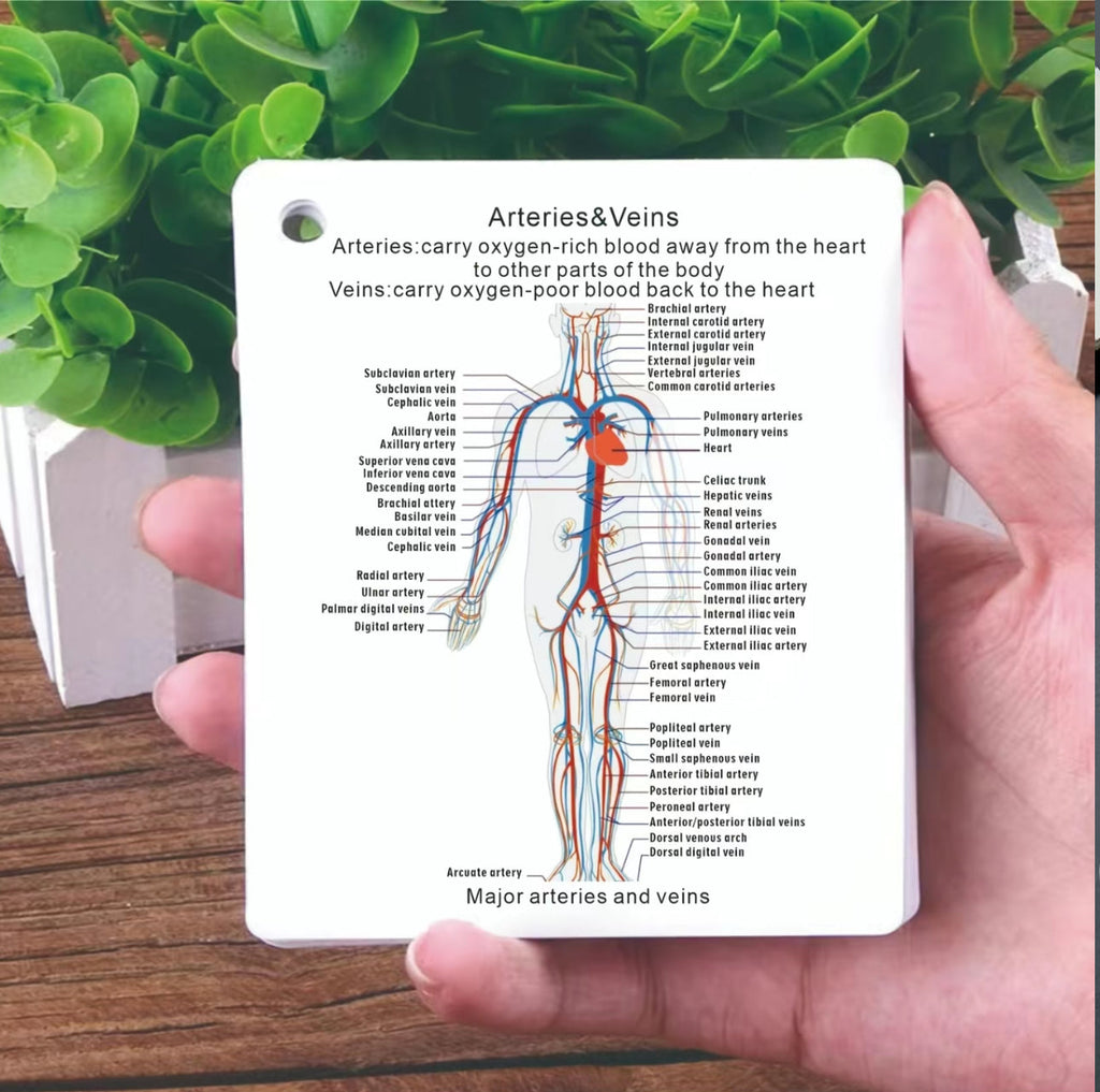 AnatoLearn Flash Cards