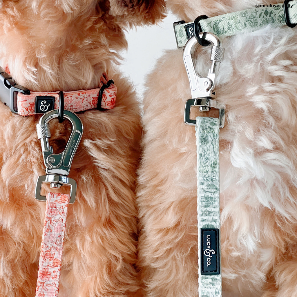 Camp Out Dog Leash