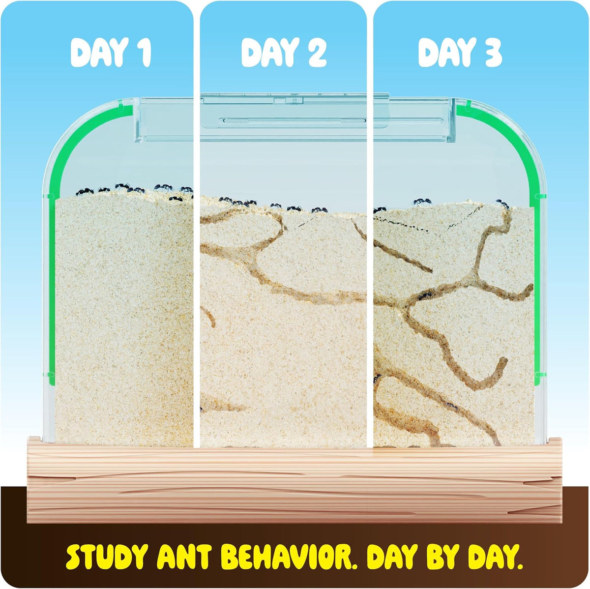Dan & Darci Educational and Fun Ant Farm Kit