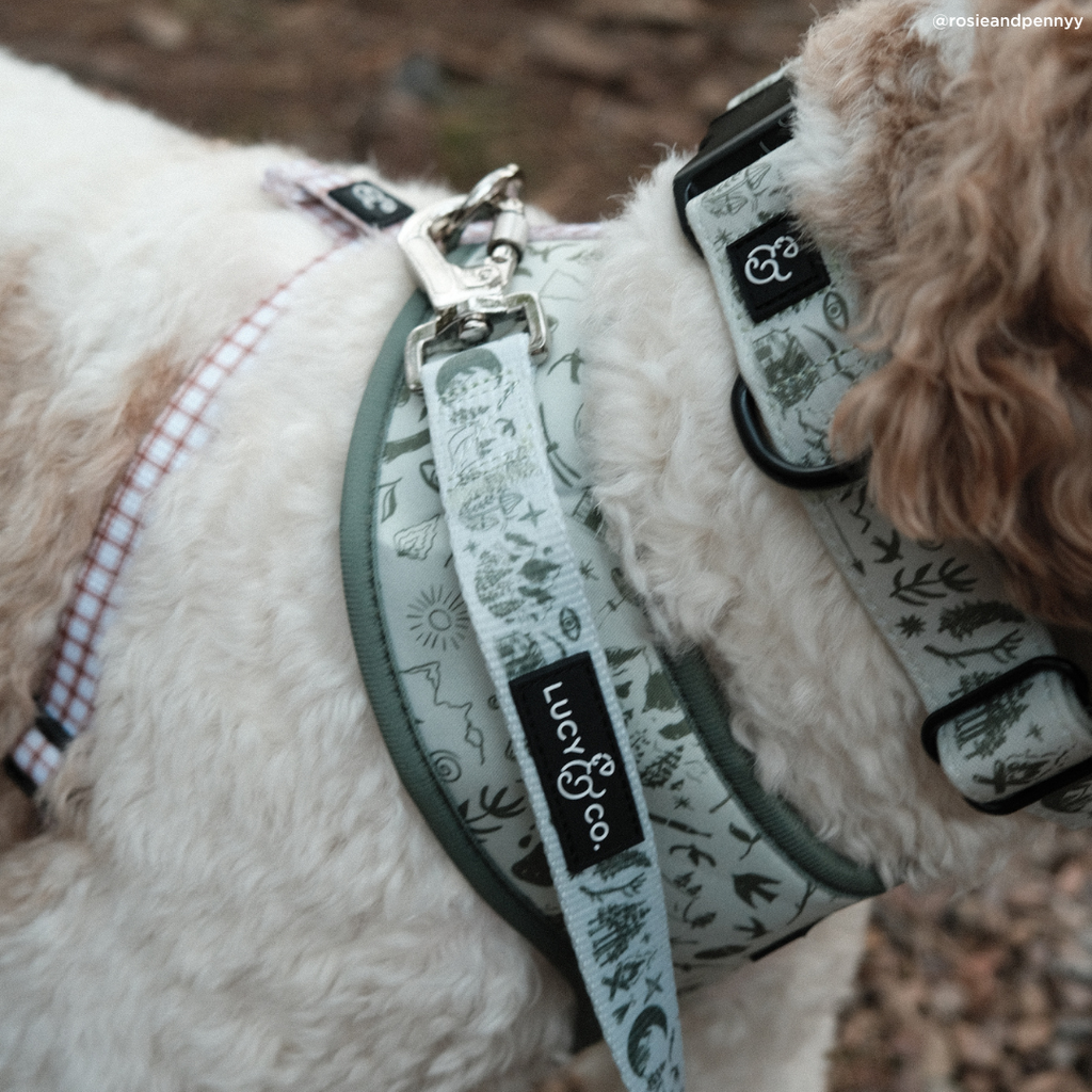 Camp Out Dog Leash