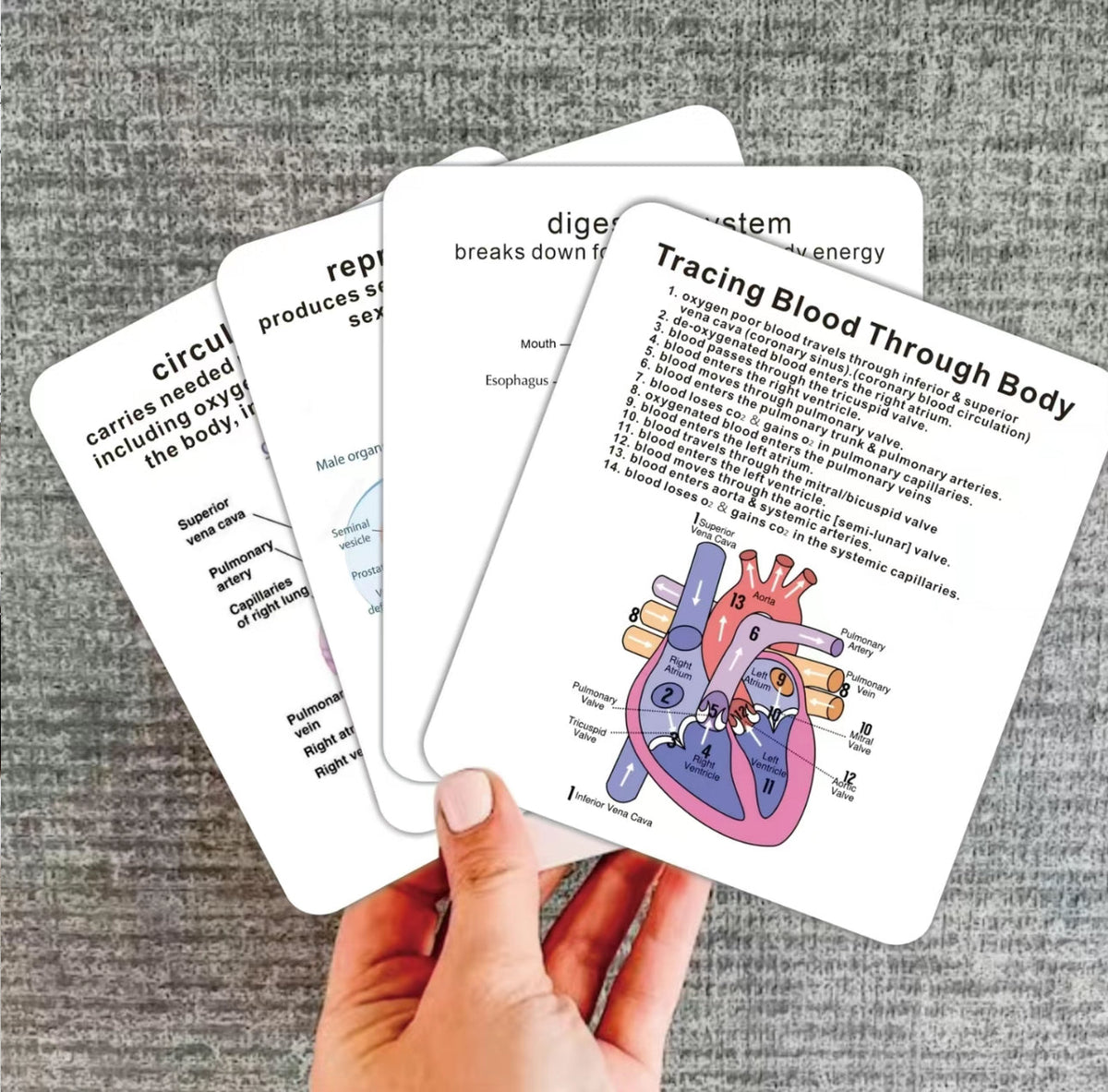 AnatoLearn Flash Cards