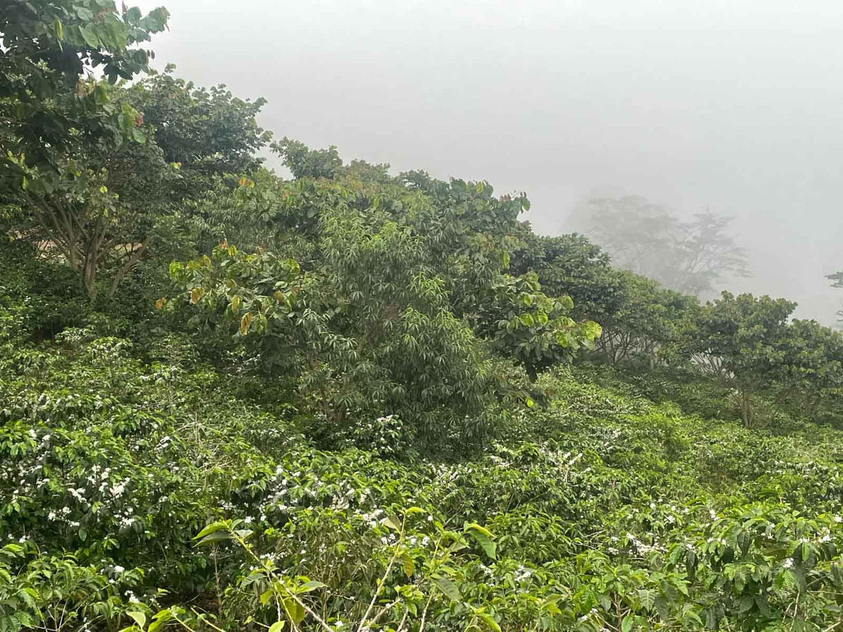 LAST FEW BAGS LEFT! Cup of Excellence Honduras Geisha (#10 Best)