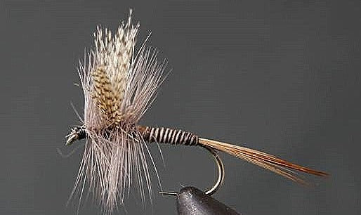 Red Quill