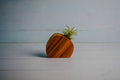 Little Air Plant Holder