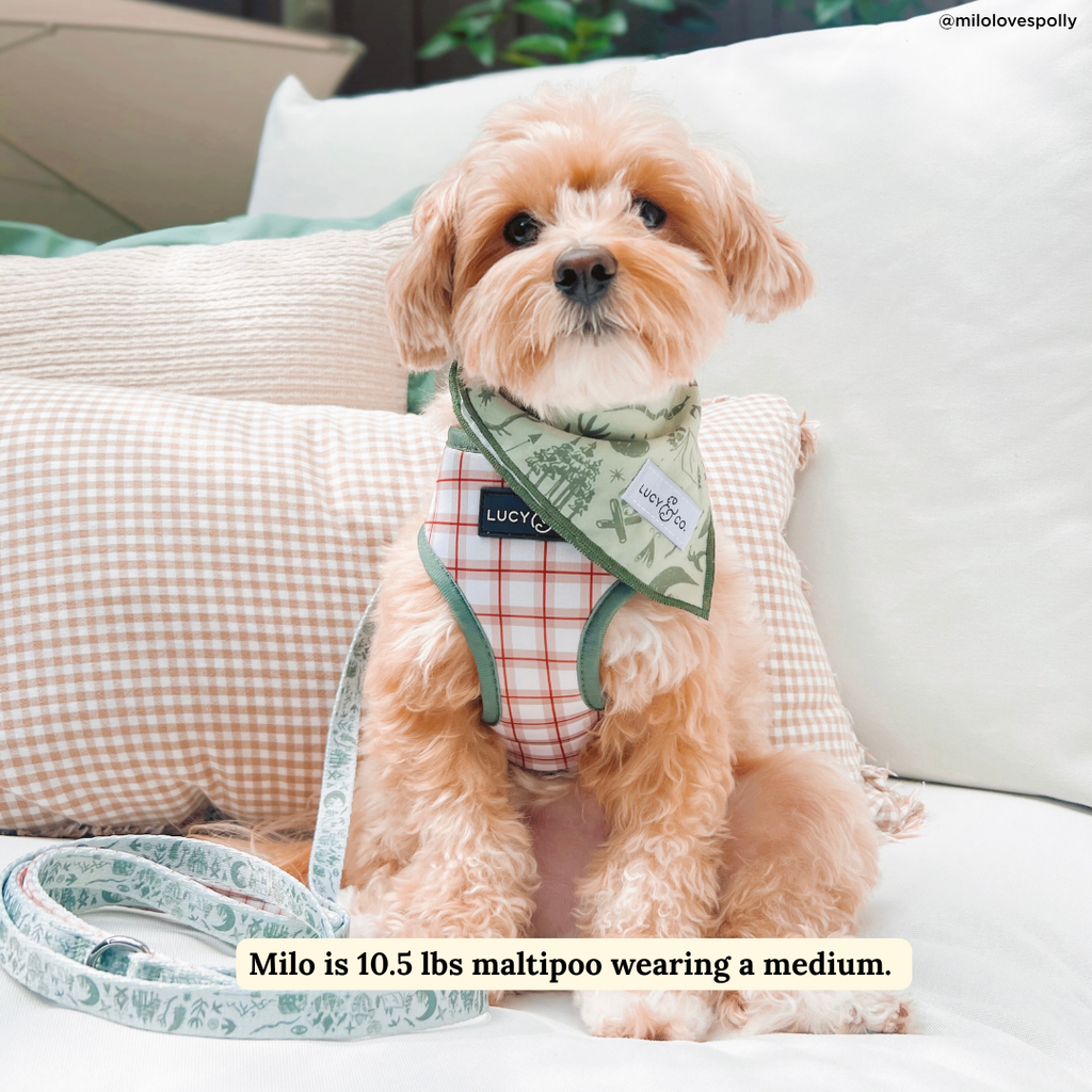 Camp Out Dog Leash